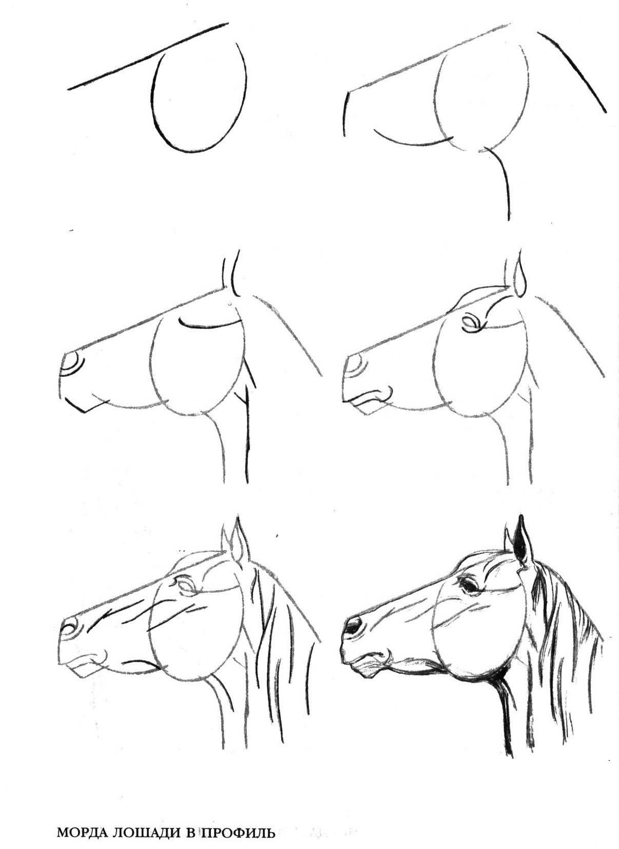 Рисуем лошадь поэтапно