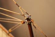 IMG_0632.jpg