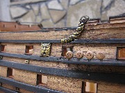 IMG_1699.jpg